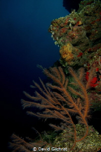 Along the Wall, 'Peter's Place' Roatan Marine Park by David Gilchrist 